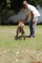 Padreadores - Fila Brasileiro Tigrado - Canil Singular - Vingador